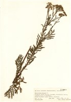 藏品(菊蒿)的圖片